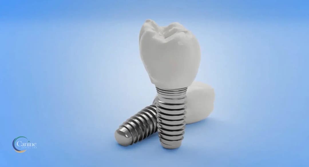 Canine Dental Laboratory