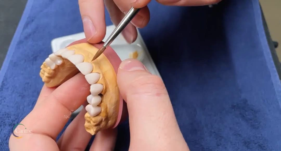 Canine Dental Laboratory — صورة 6