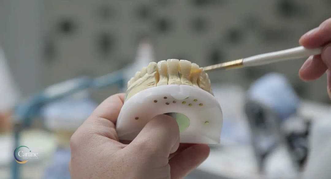 Canine Dental Laboratory — صورة 7