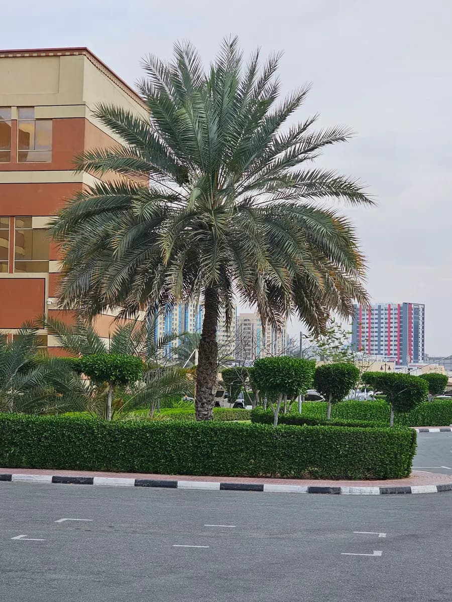 Ajman University Mobile Dental Clinic — صورة 6