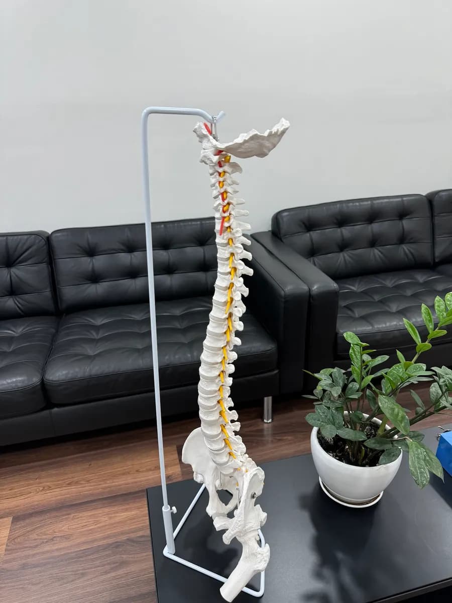 Greyhound Chiropractic Center (Gonstead) — صورة 4