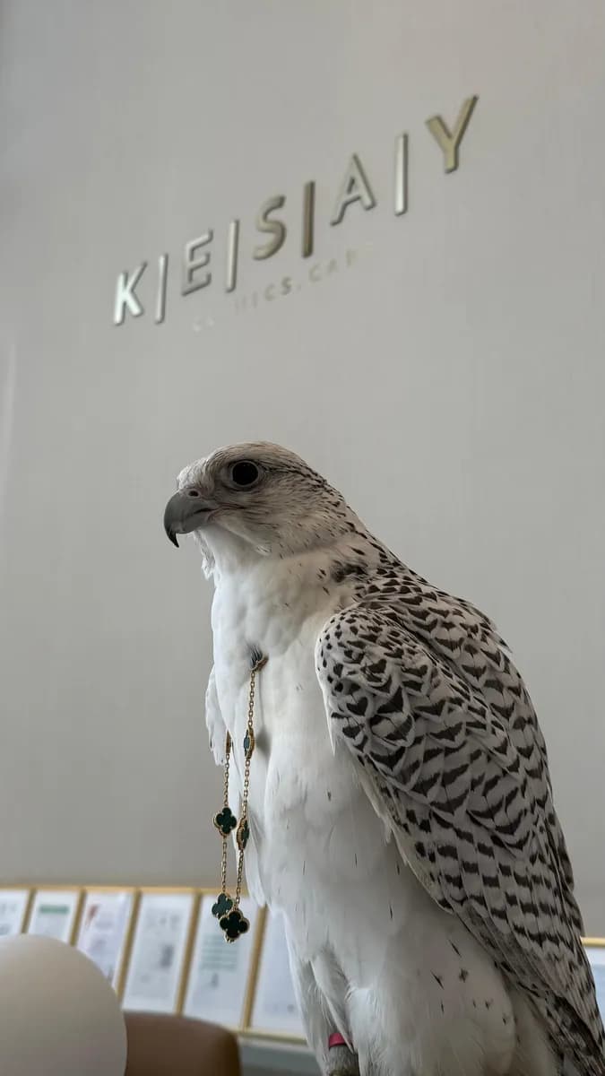 Kesay — صورة 8