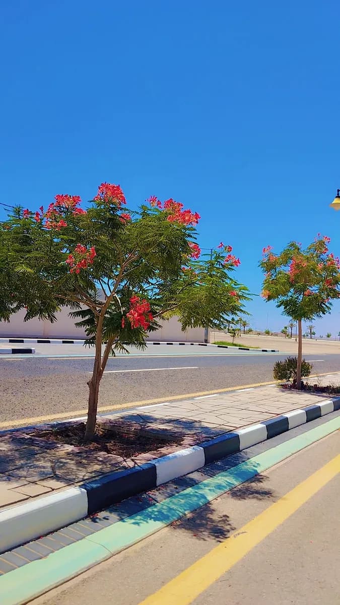 Tabuk National Polyclinic — صورة 2