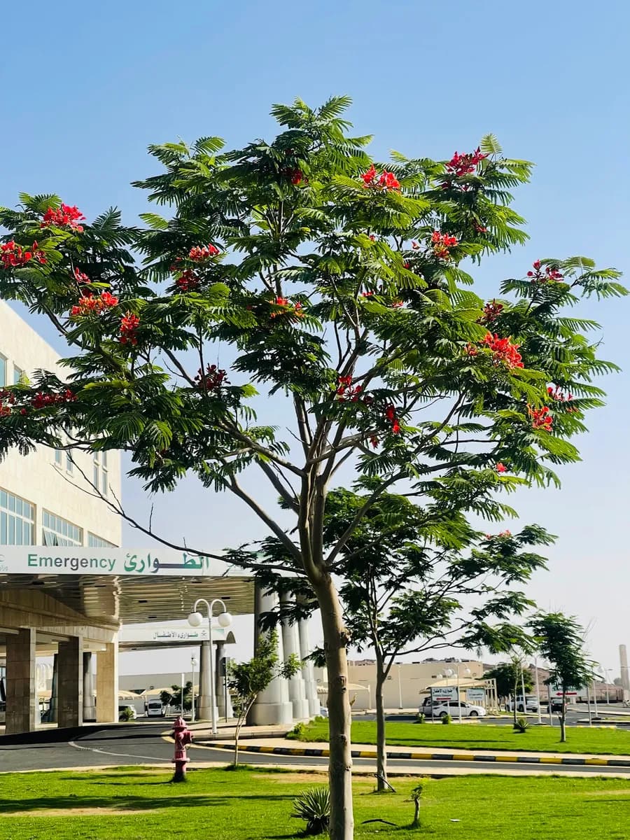Maternity and Children Hospital in Hail — صورة 6