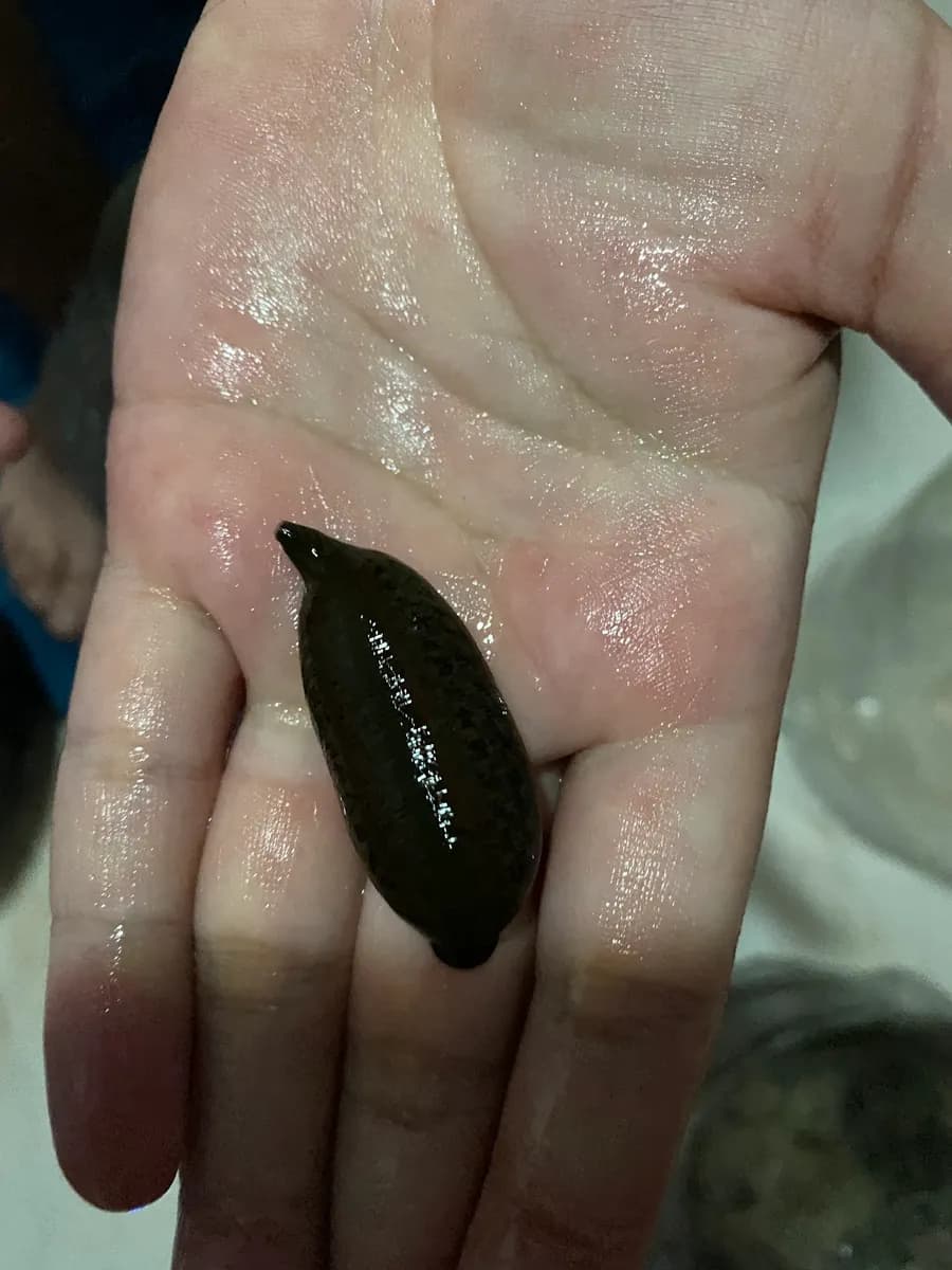 Mikezo Medicinal Leeches Export Co — Medical Equipment & Supplies in Istanbul