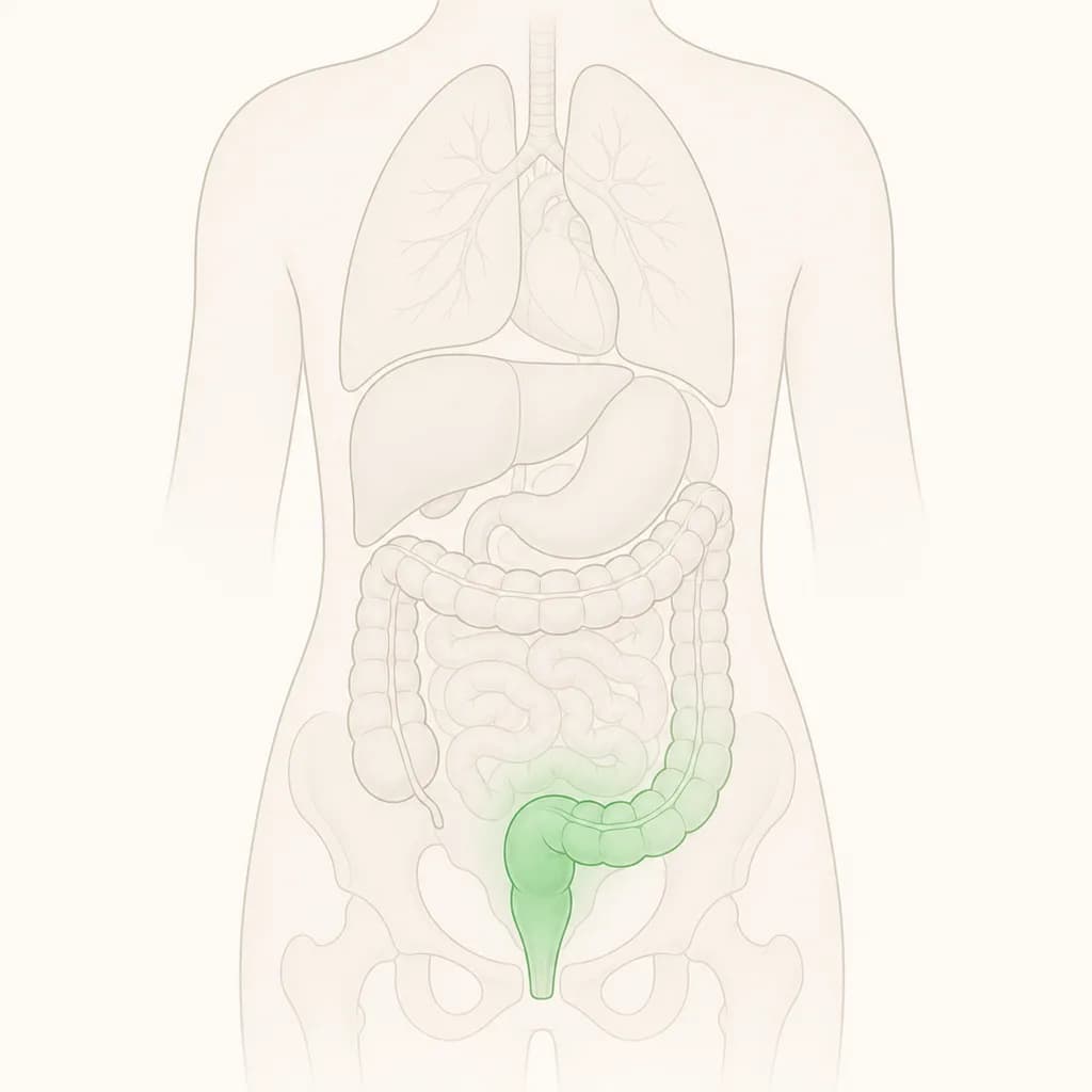 Where Constipation is typically felt, shown on a simplified body outline
