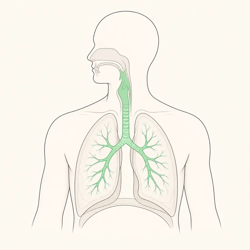 Where Coughing Up Blood is typically felt, shown on a simplified body outline