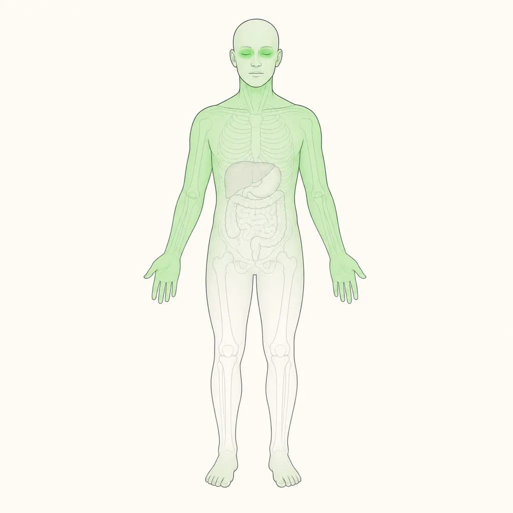 Where Jaundice is typically felt, shown on a simplified body outline