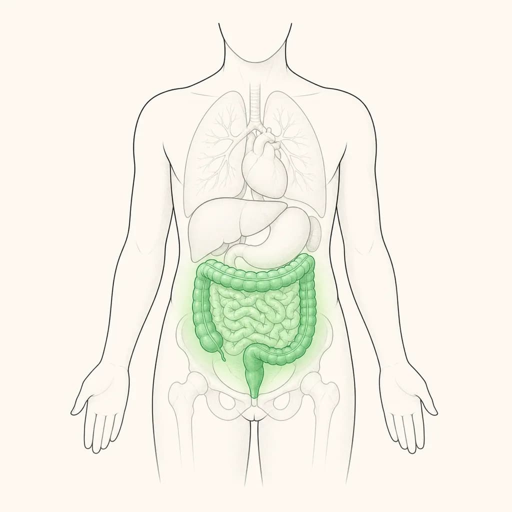 Where Change in Bowel Habits is typically felt, shown on a simplified body outline