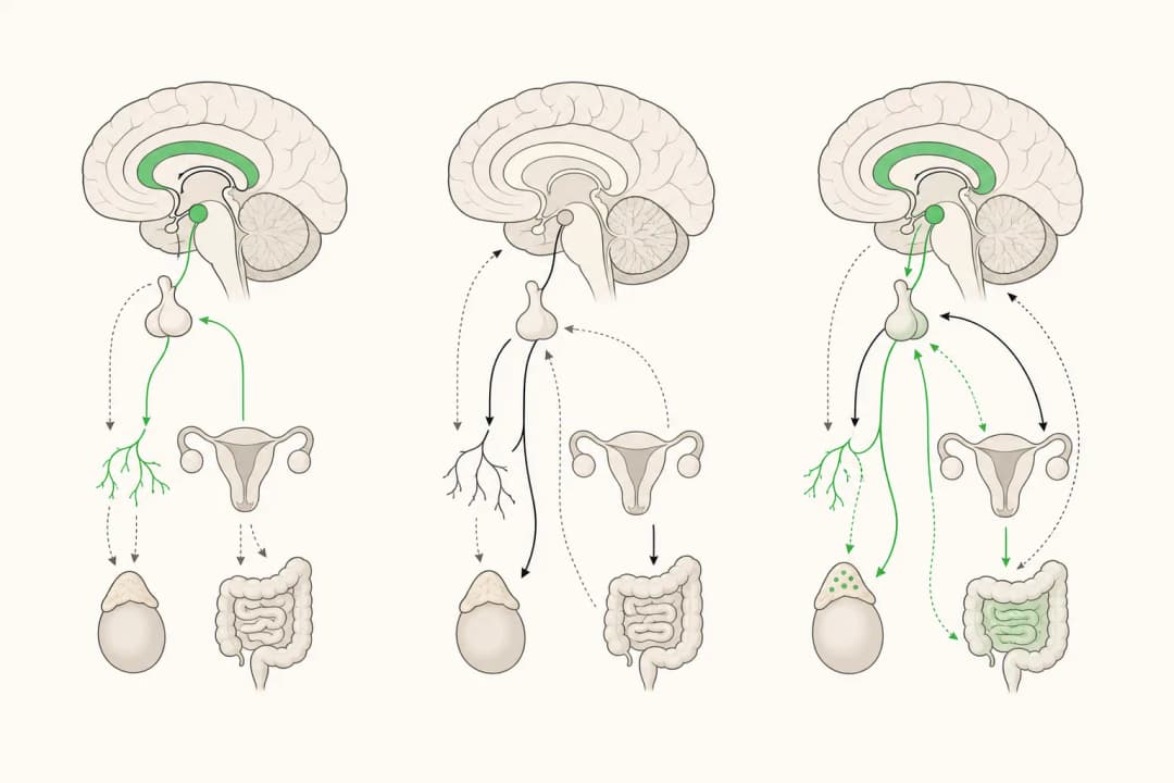 How the structures involved in Postpartum Anxiety differ from normal