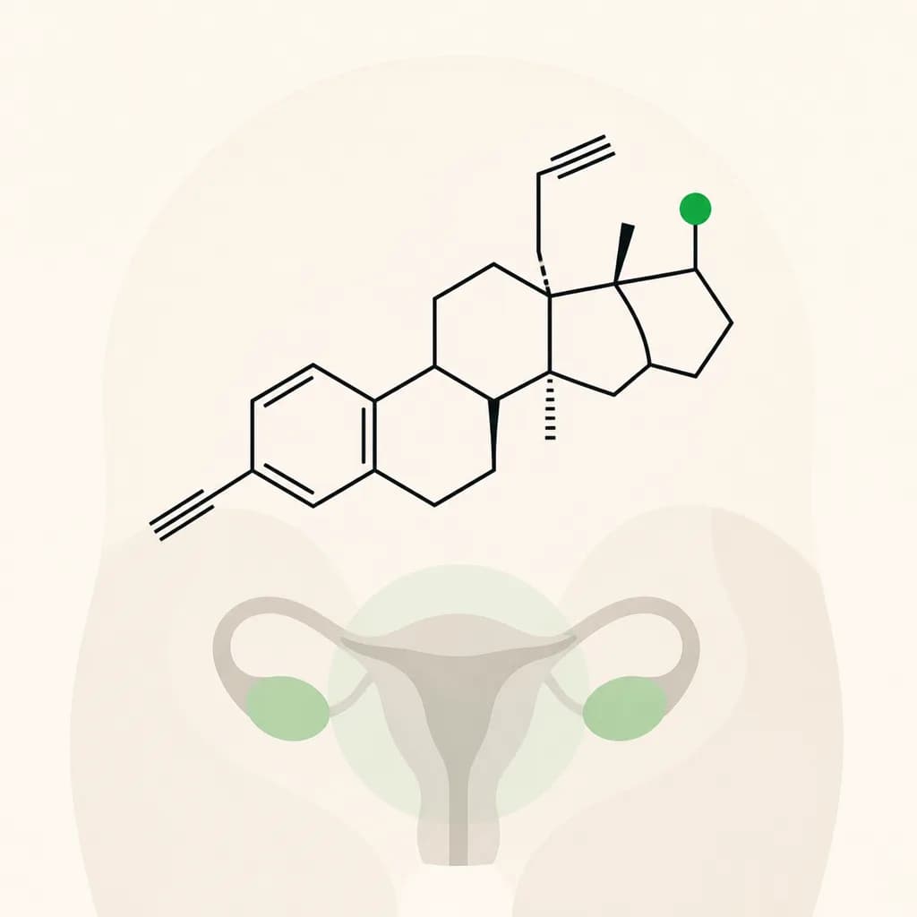 Ethinylestradiol and where it is used in the body