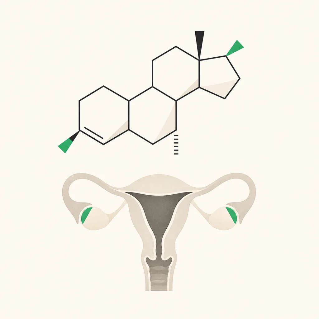 Oestradiol and where it is used in the body
