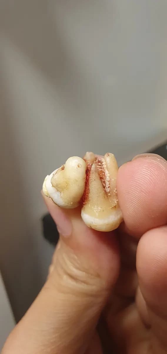 Luxe Dental Clinic — صورة 8