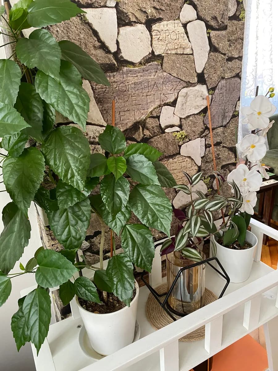 Güngören Hacamat ve Sülük Tedavisi — Alternative & Holistic Medicine in Istanbul
